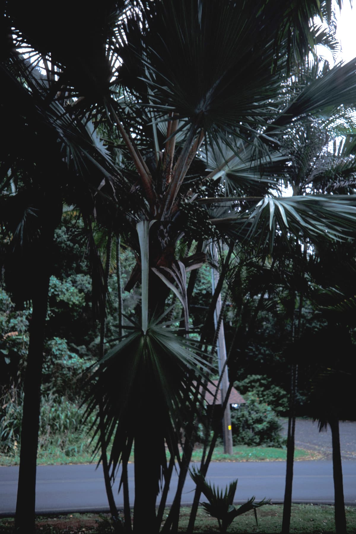 Botanical specimen of Latania Loddigesii.