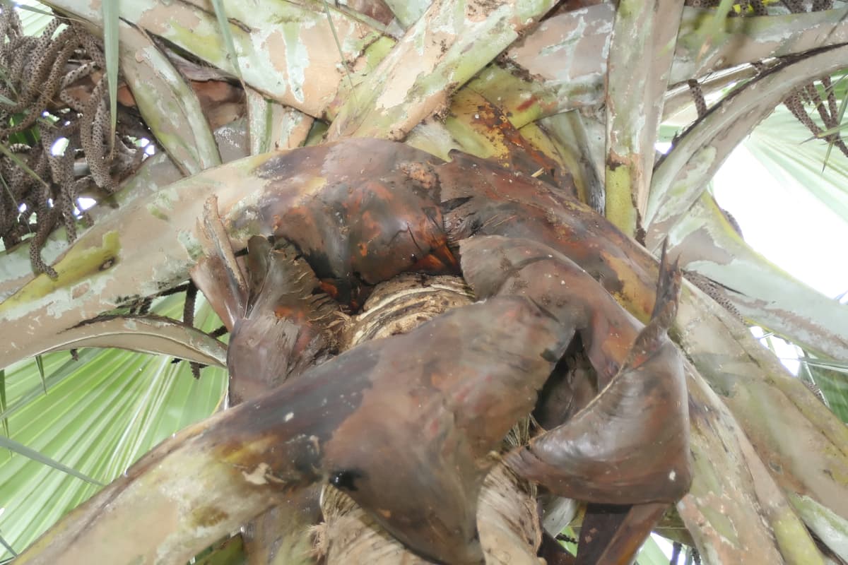 Botanical specimen of Latania Loddigesii.