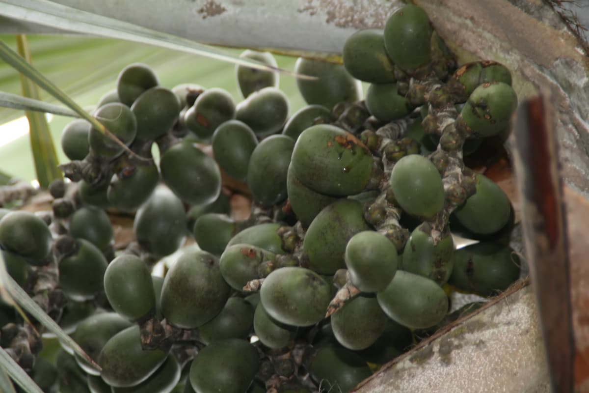 Botanical specimen of Latania Loddigesii.