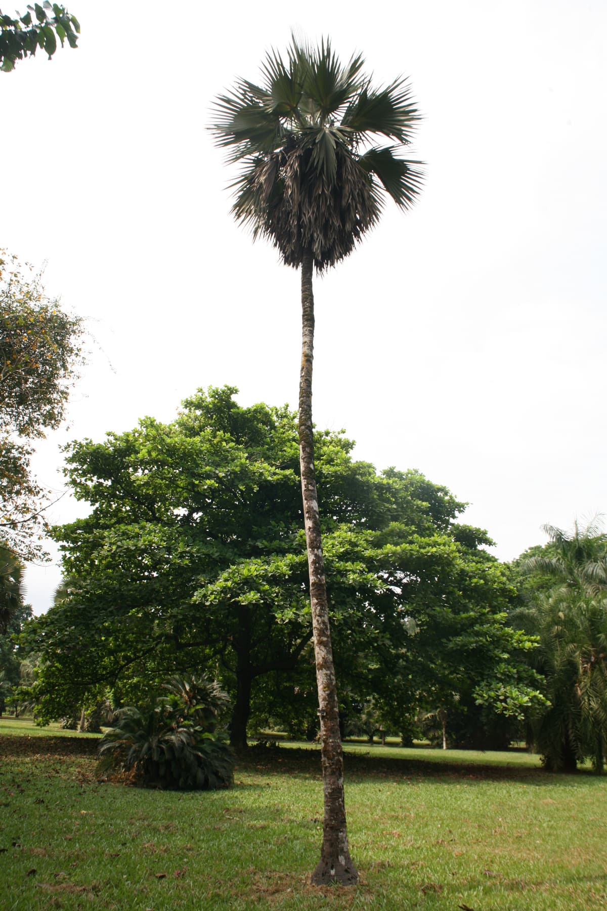Botanical specimen of Latania Lontaroides.