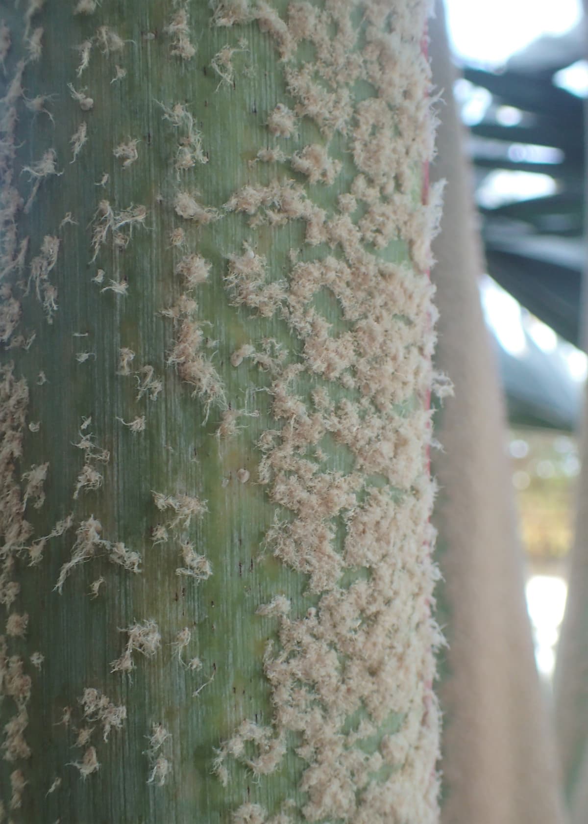 Botanical specimen of Latania Lontaroides.