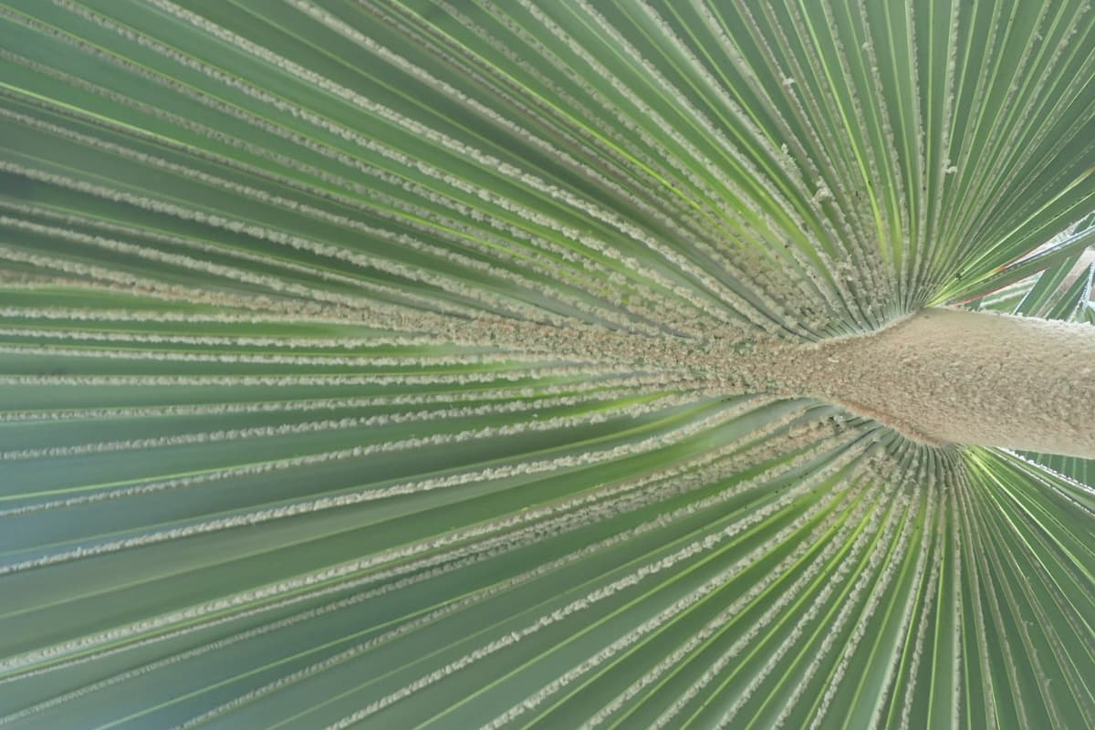 Botanical specimen of Latania Lontaroides.