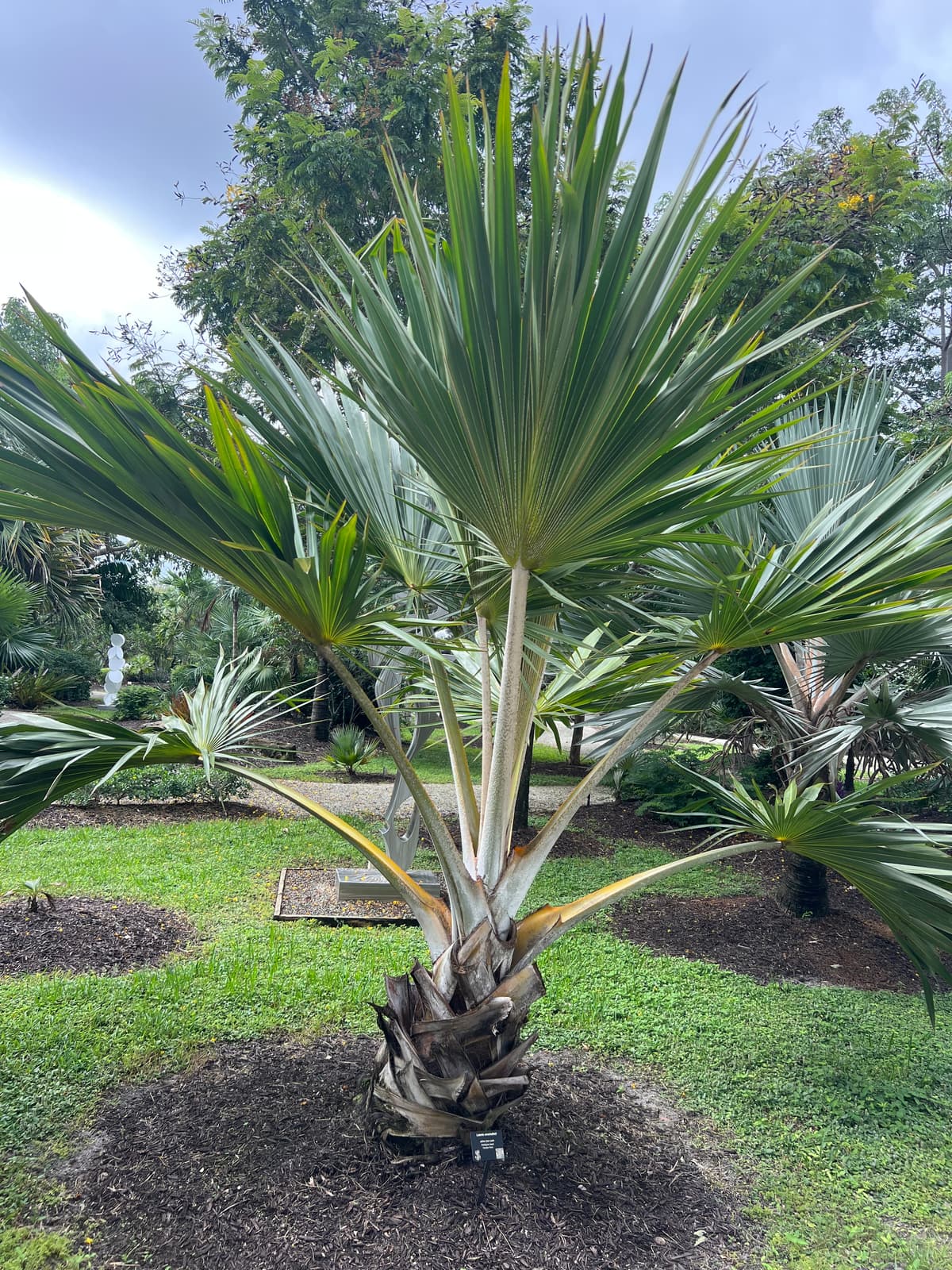 Botanical specimen of Latania Verschaffeltii.
