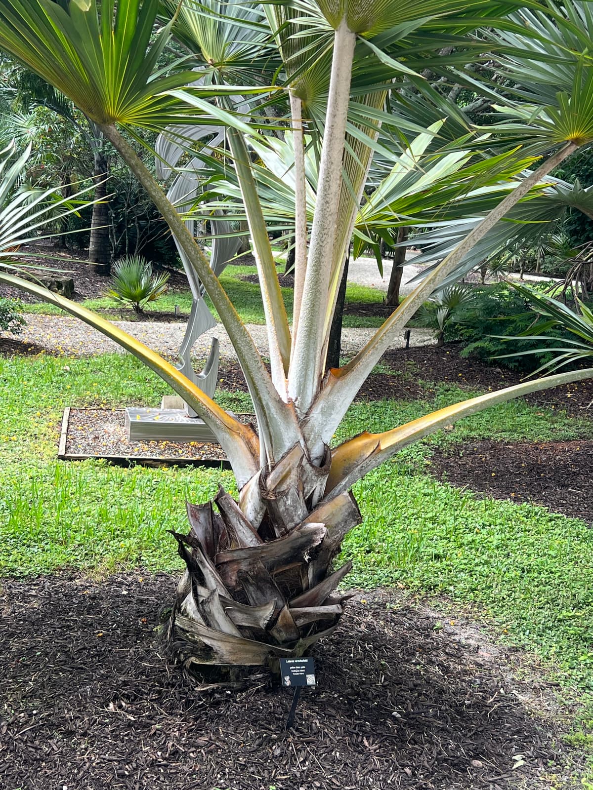 Botanical specimen of Latania Verschaffeltii.