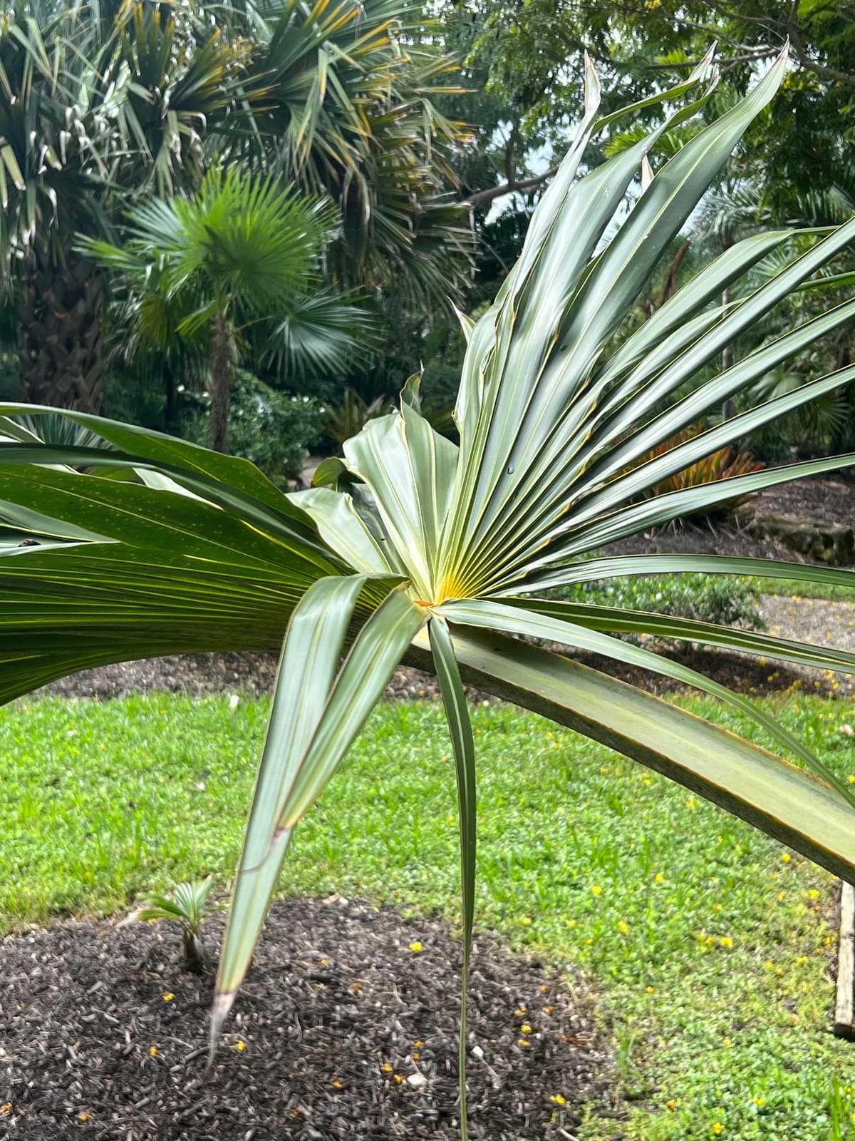 Botanical specimen of Latania Verschaffeltii.