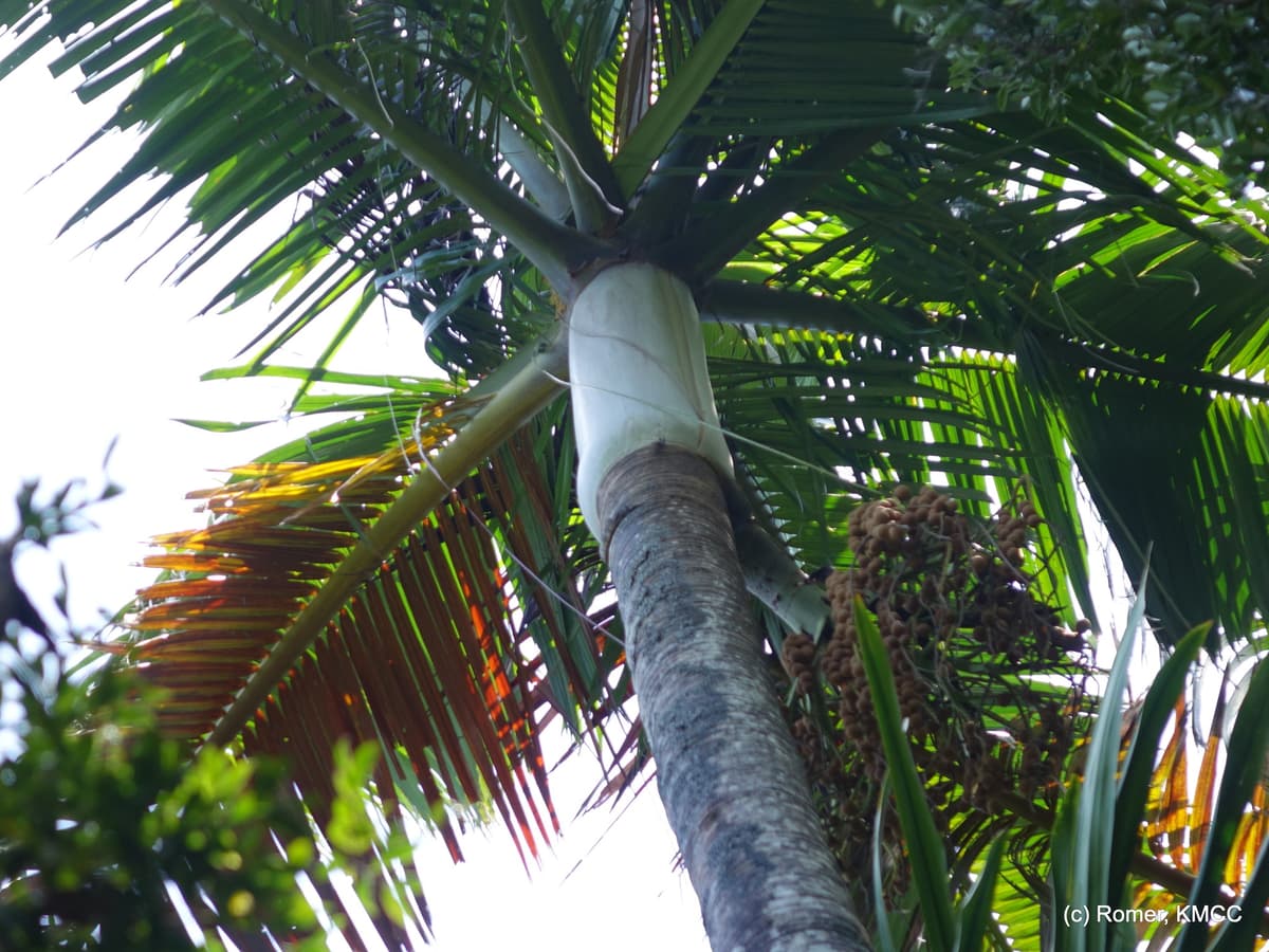 Botanical specimen of Lemurophoenix Halleuxii.