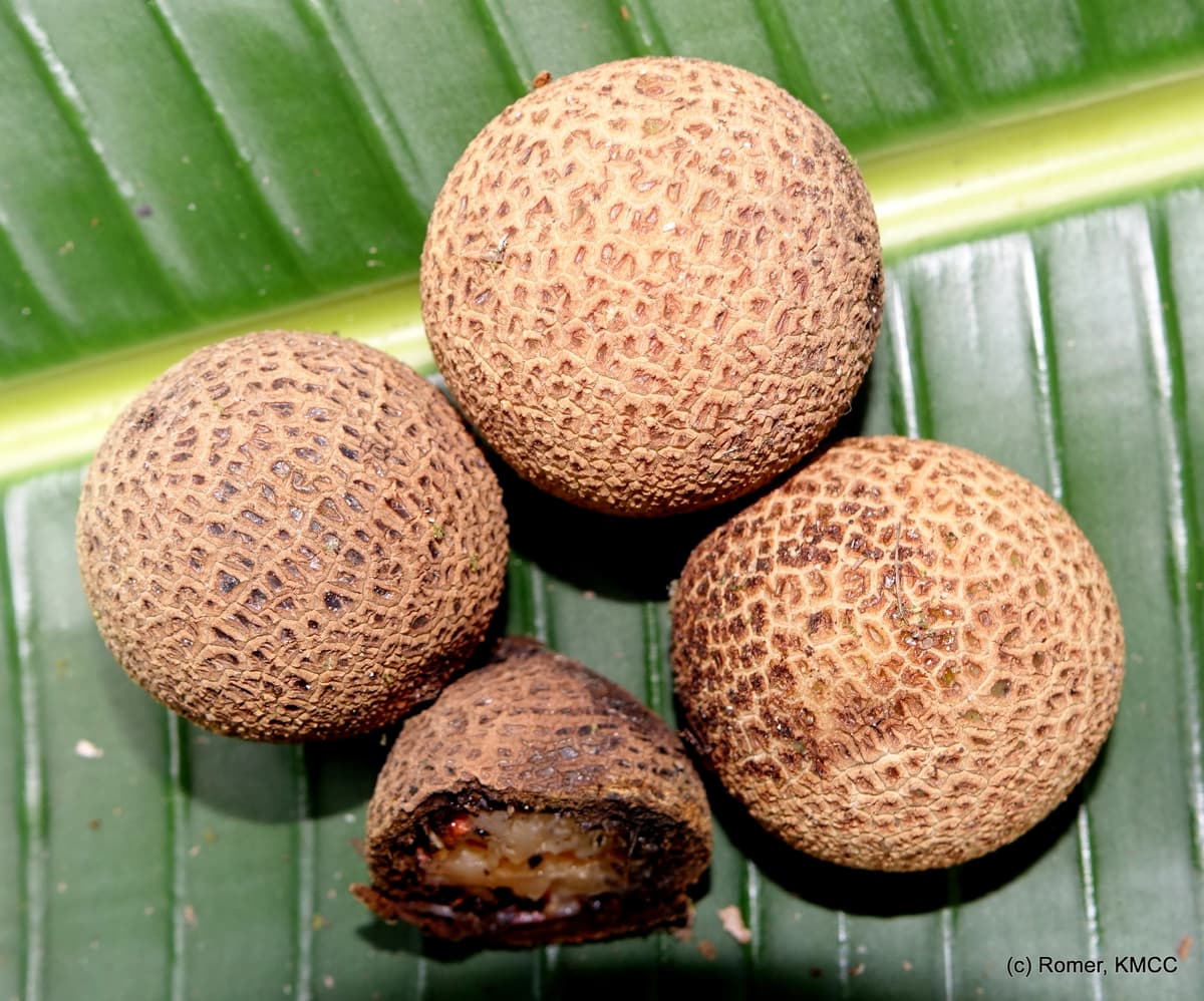 Botanical specimen of Lemurophoenix Halleuxii.