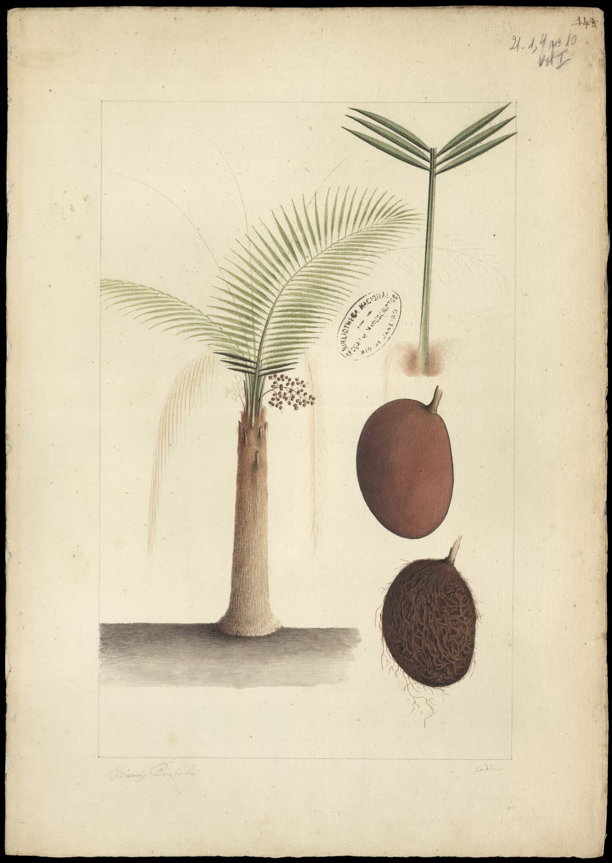 Botanical specimen of Leopoldinia Piassaba.