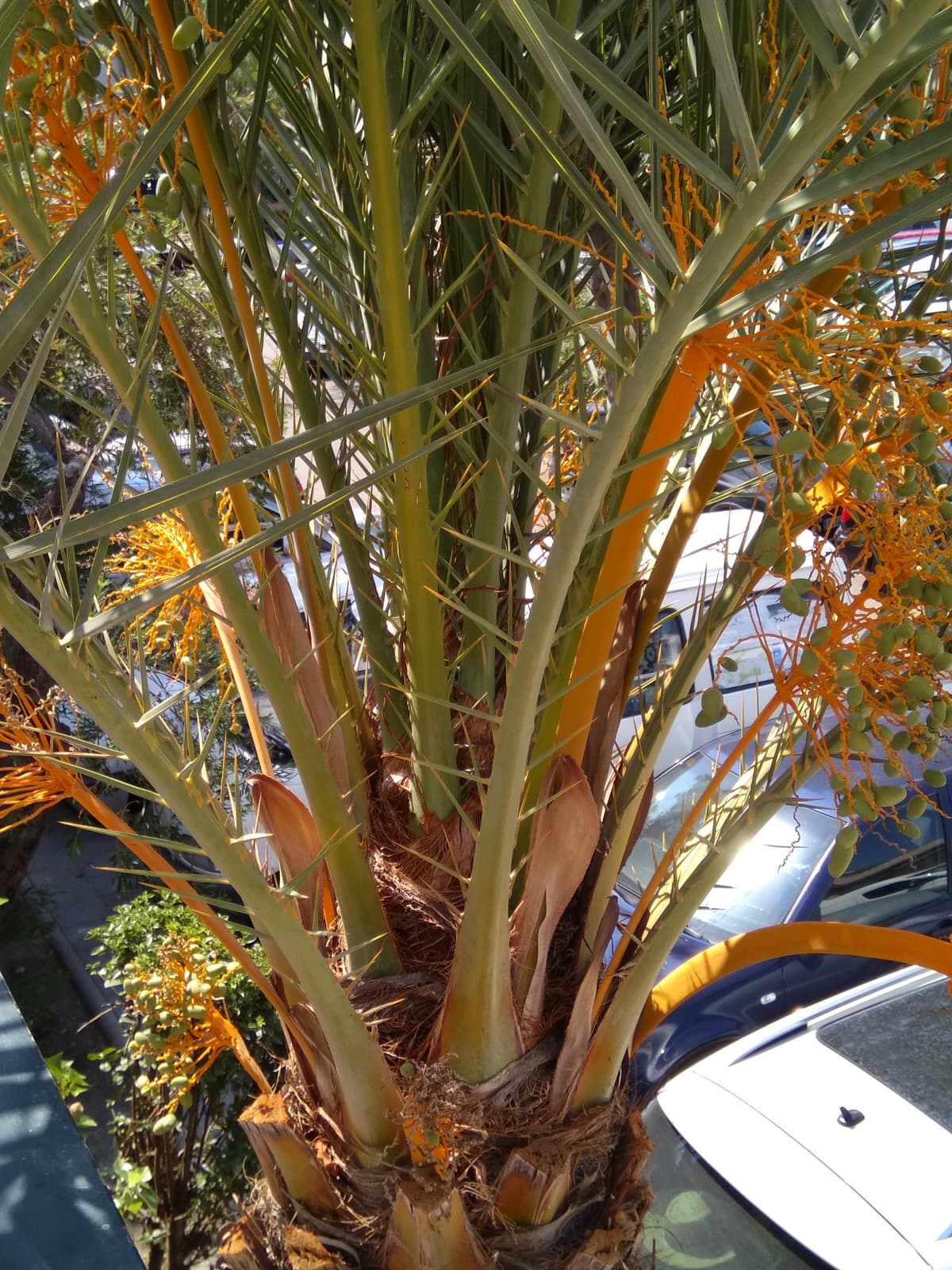 Botanical specimen of Leopoldinia Piassaba.