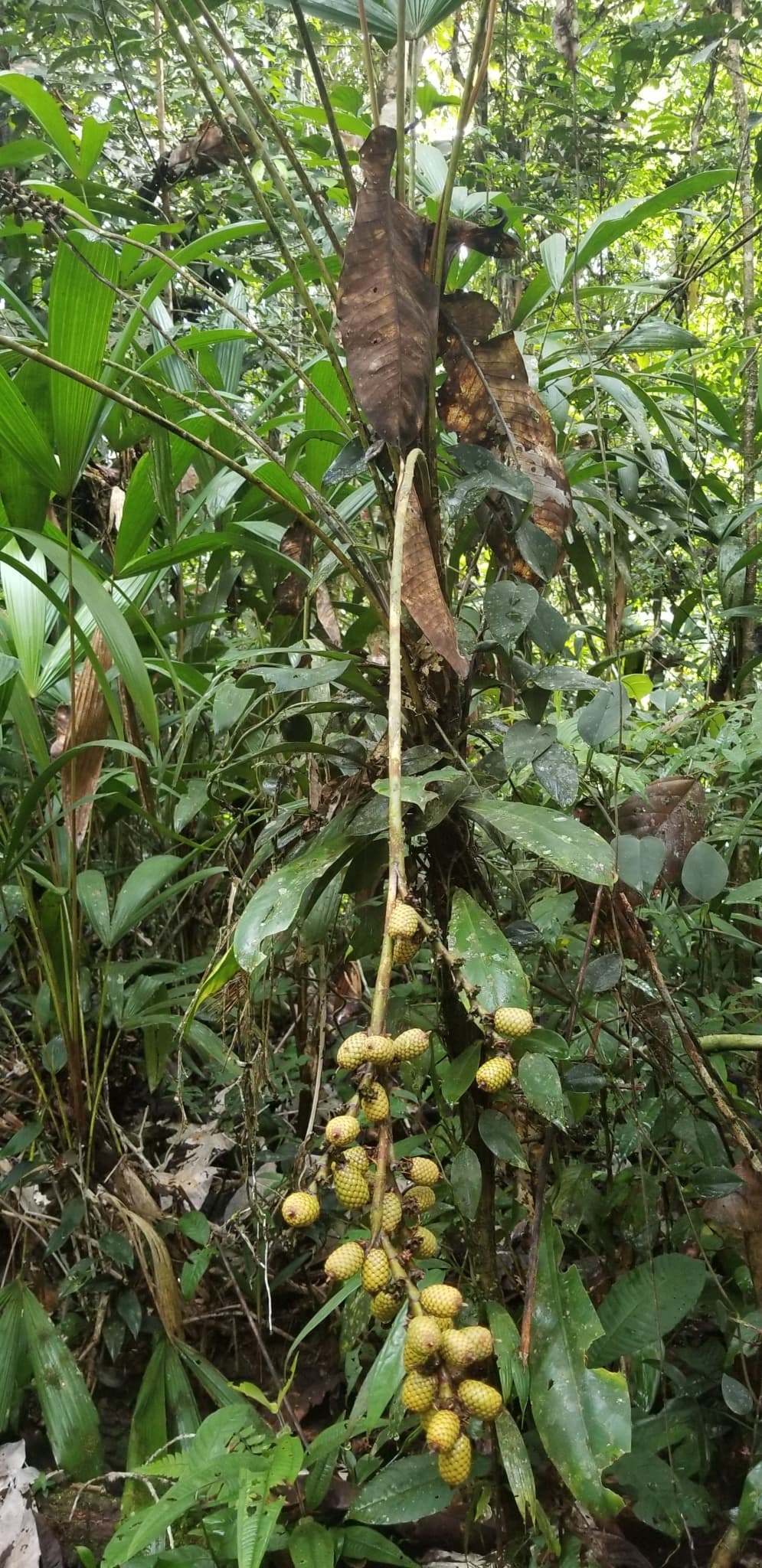 Botanical specimen of Lepidocaryum Tenue.
