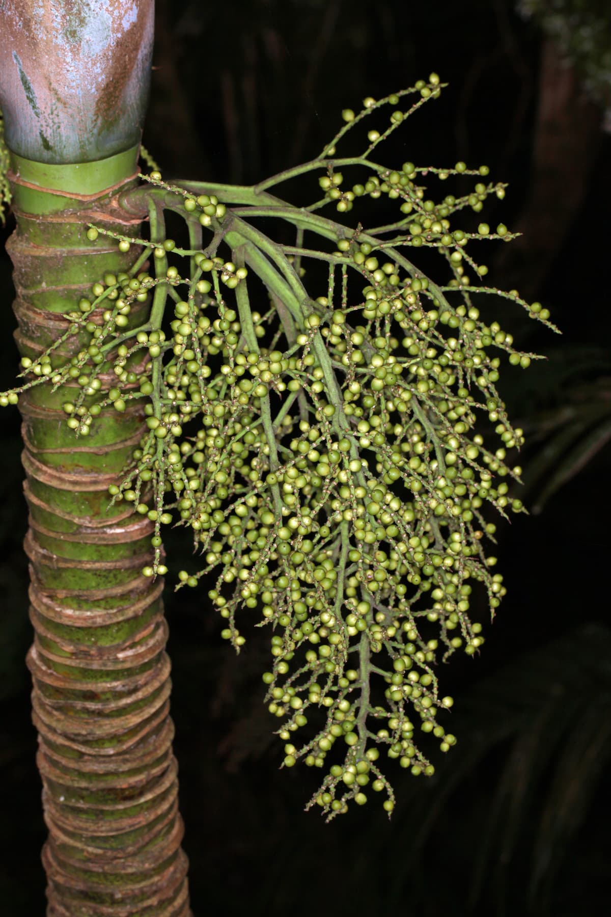 Botanical specimen of Lepidorrhachis Mooreana.