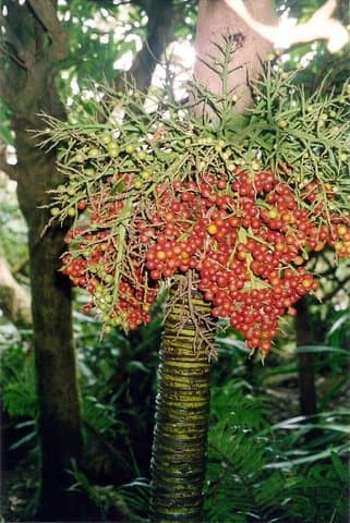 Botanical specimen of Lepidorrhachis Mooreana.