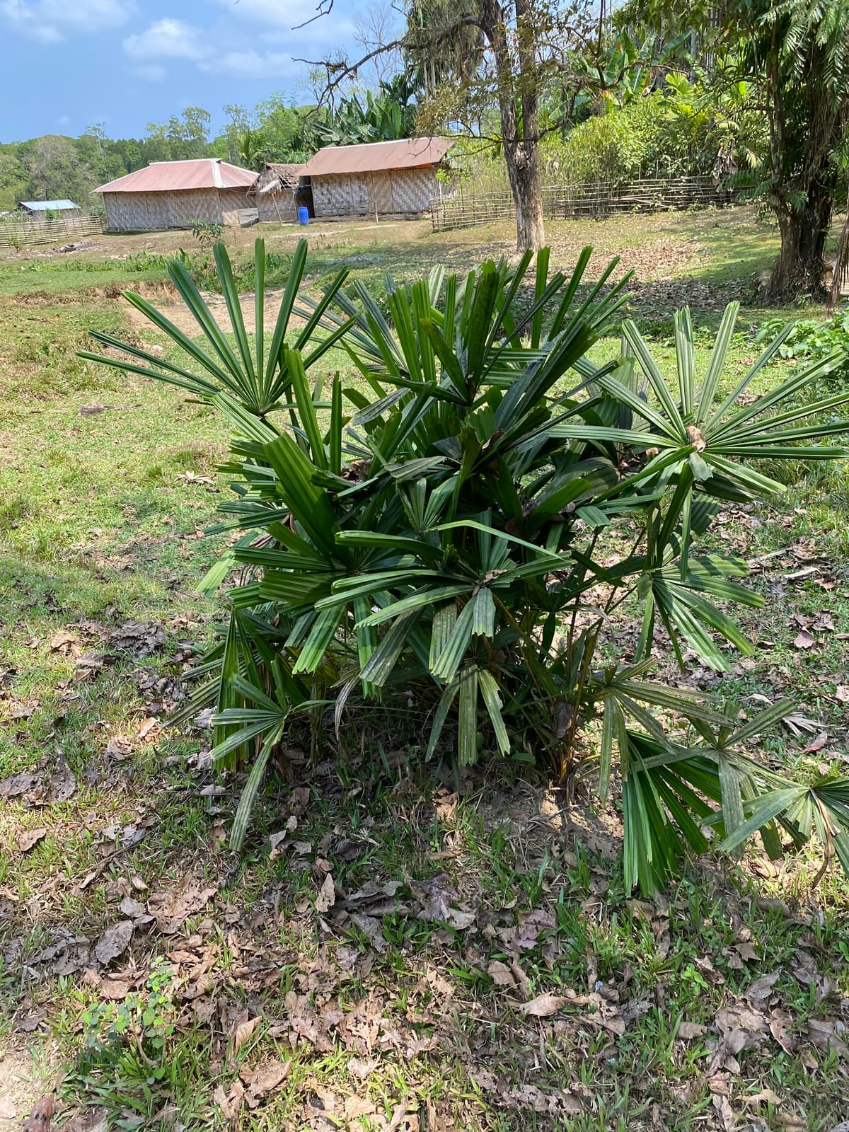 Botanical specimen of Licuala Acutifida.