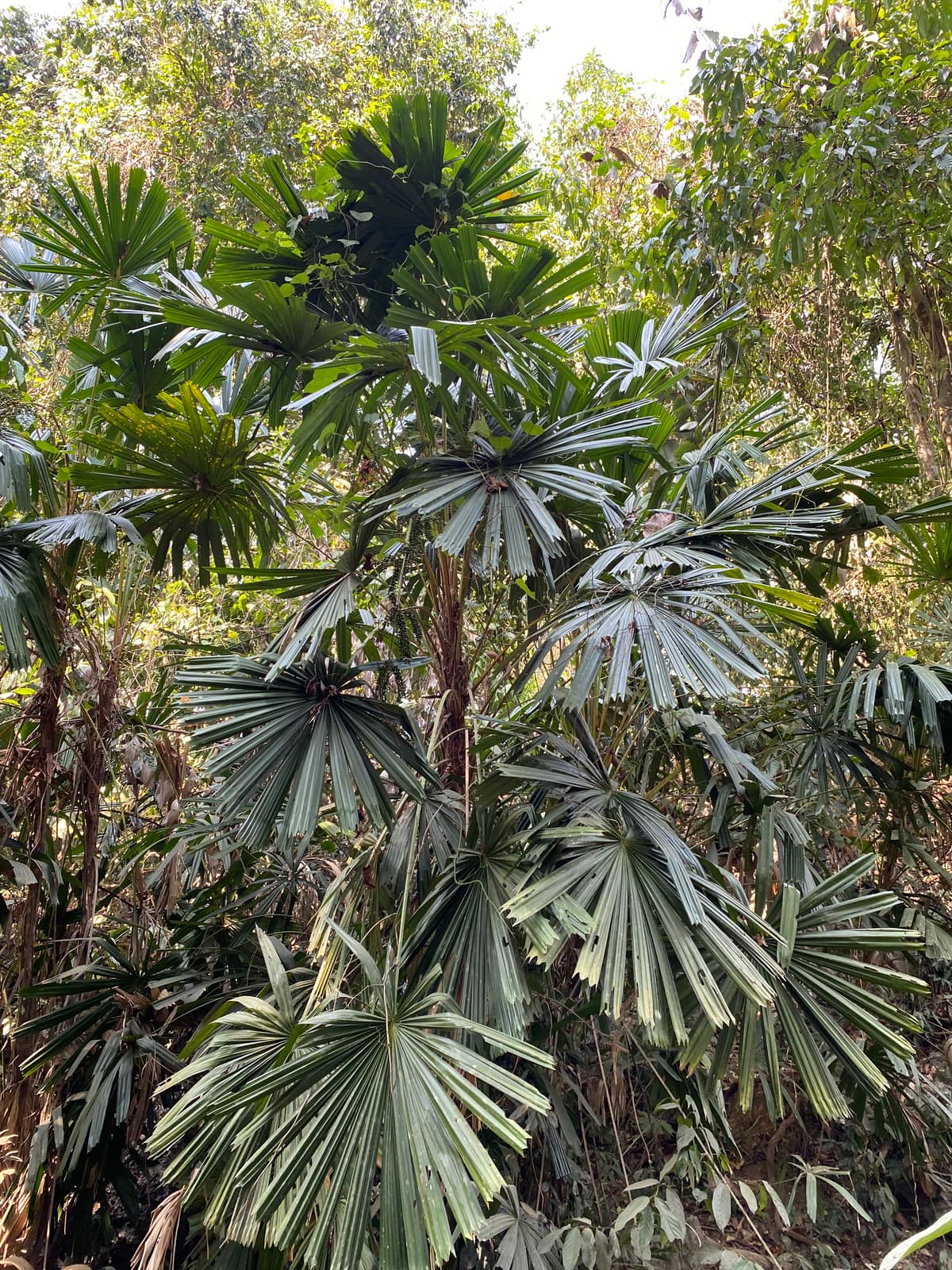 Botanical specimen of Licuala Acutifida.