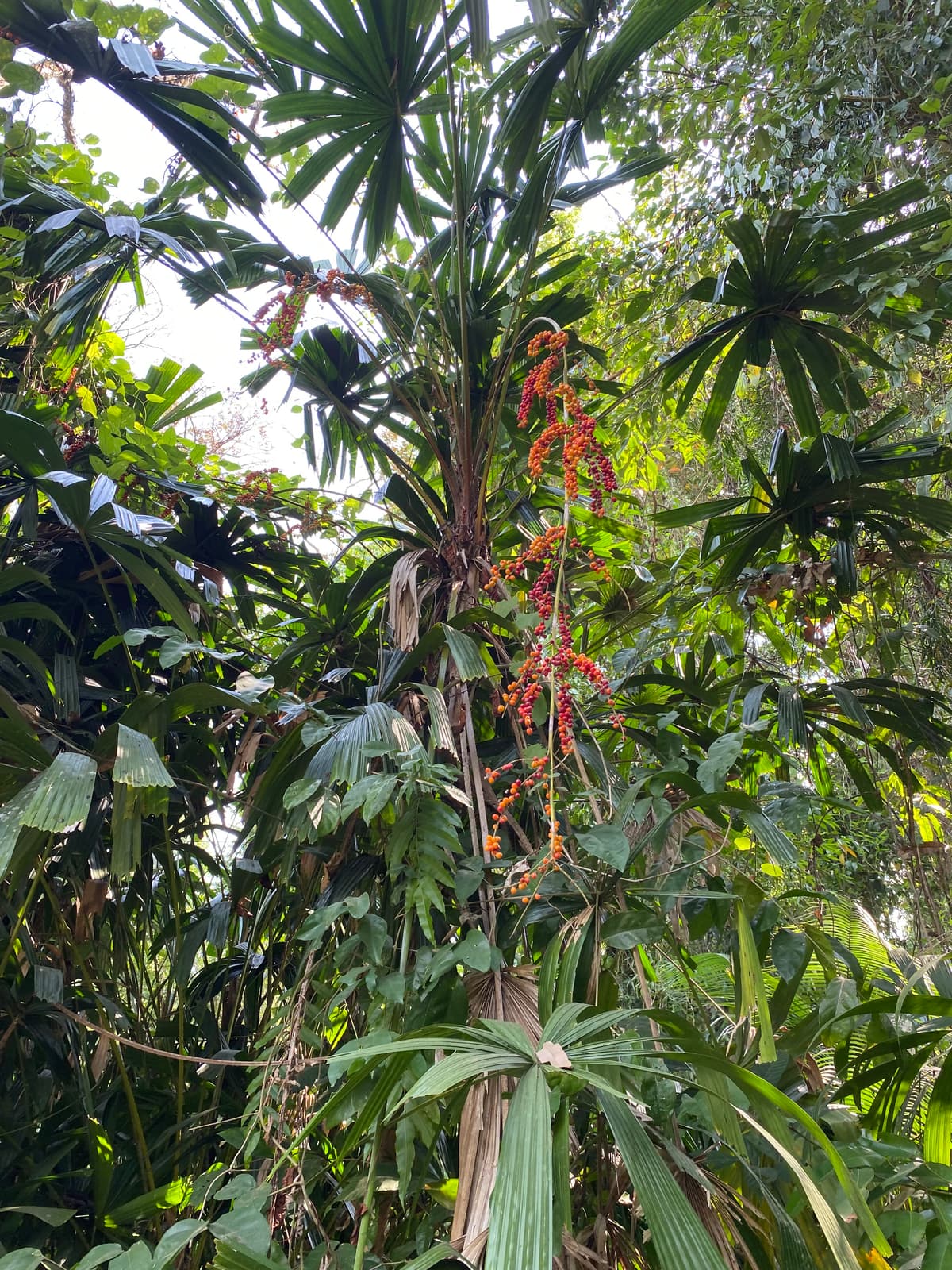 Botanical specimen of Licuala Acutifida.