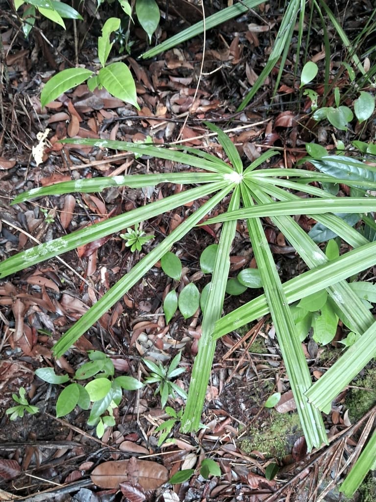 Botanical specimen of Licuala Bidentata.