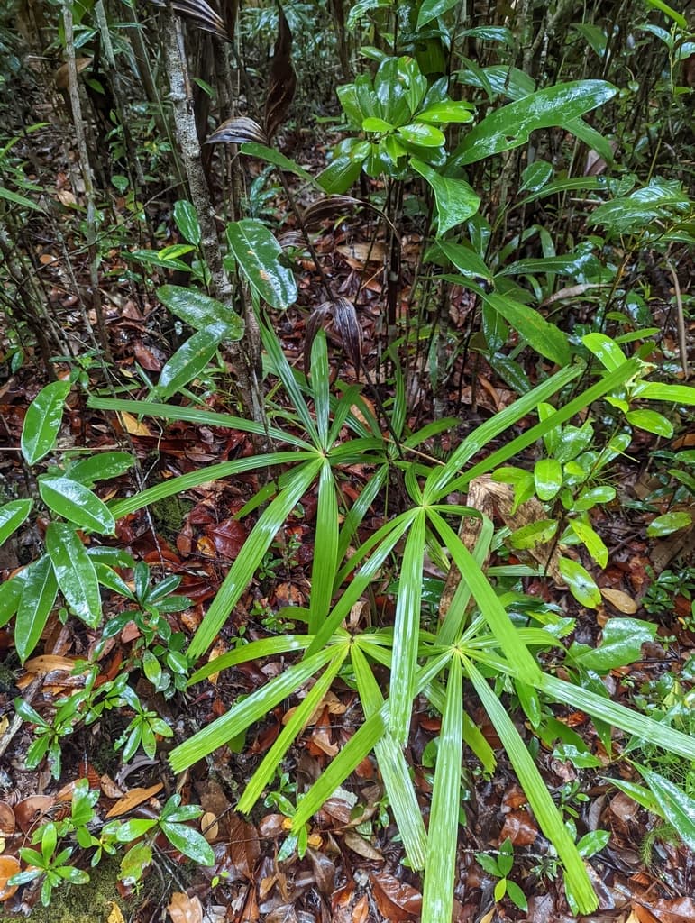 Botanical specimen of Licuala Bidentata.