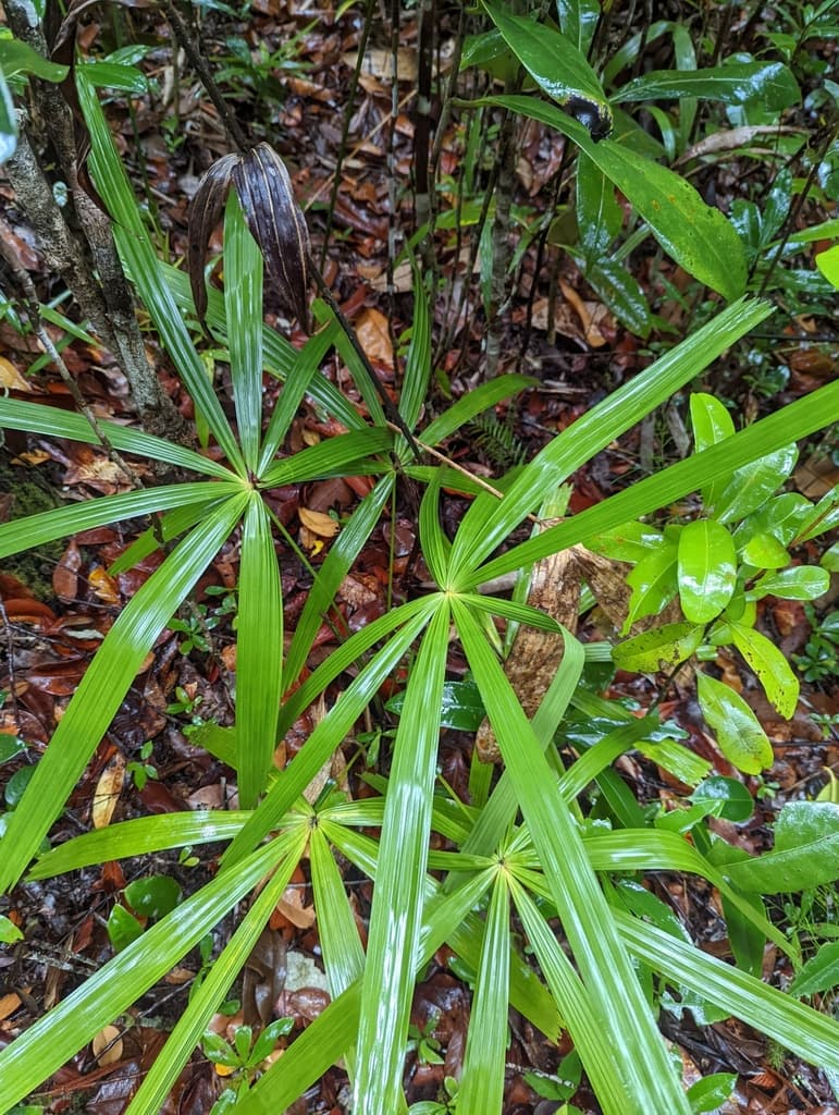 Botanical specimen of Licuala Bidentata.
