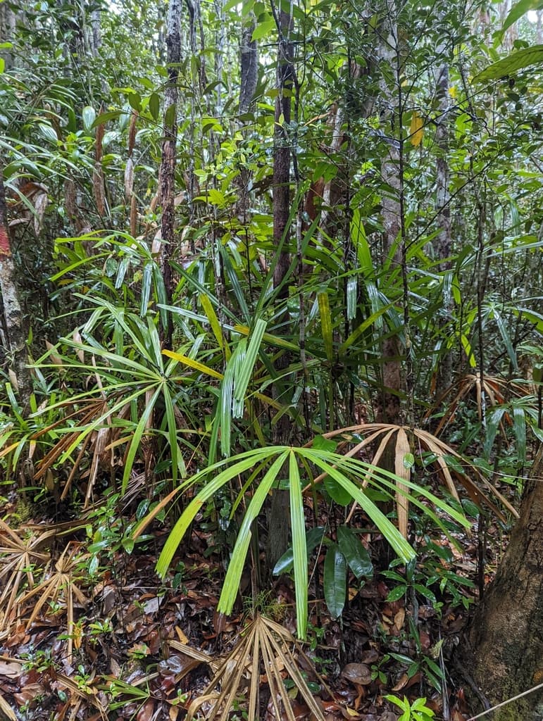 Botanical specimen of Licuala Bidentata.