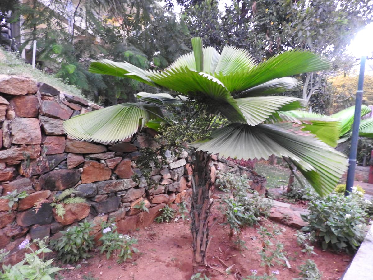 Botanical specimen of Licuala Cordata.