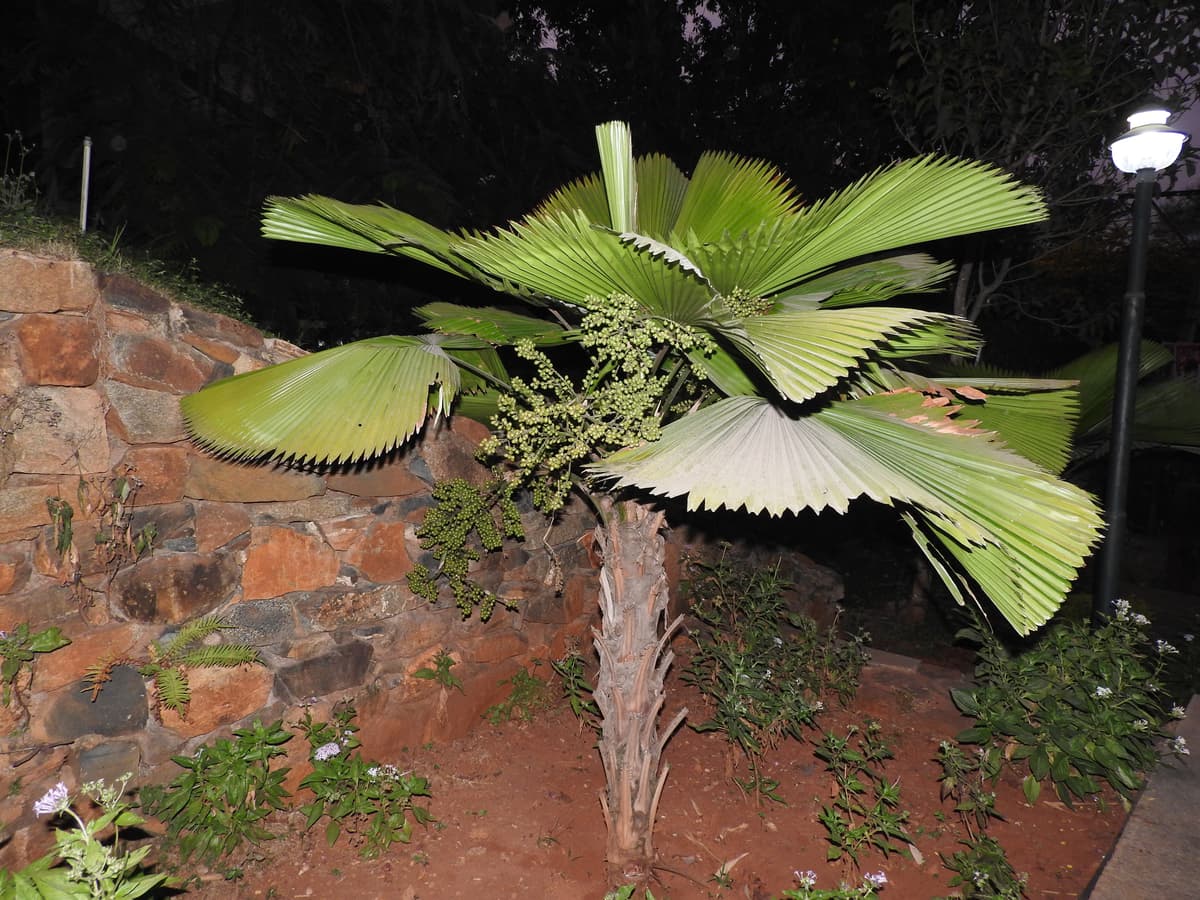 Botanical specimen of Licuala Cordata.