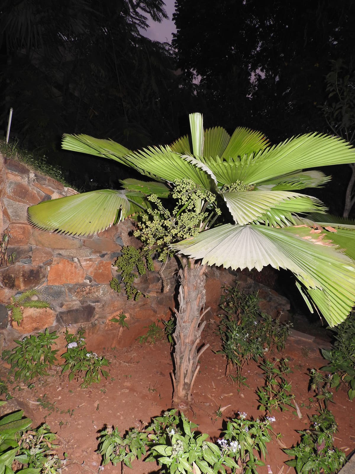 Botanical specimen of Licuala Cordata.