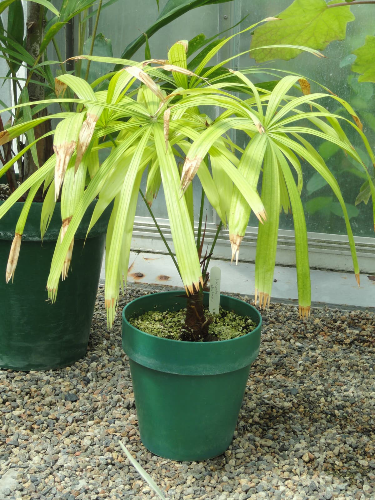 Botanical specimen of Licuala Distans.