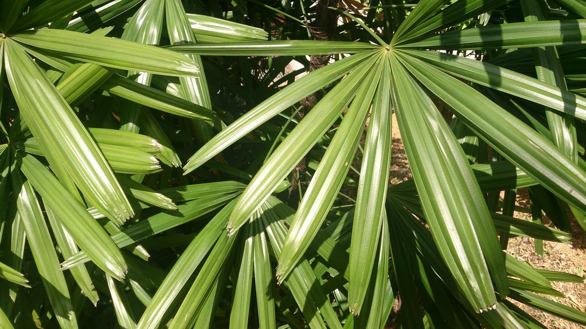 Botanical specimen of Licuala Ferruginea.