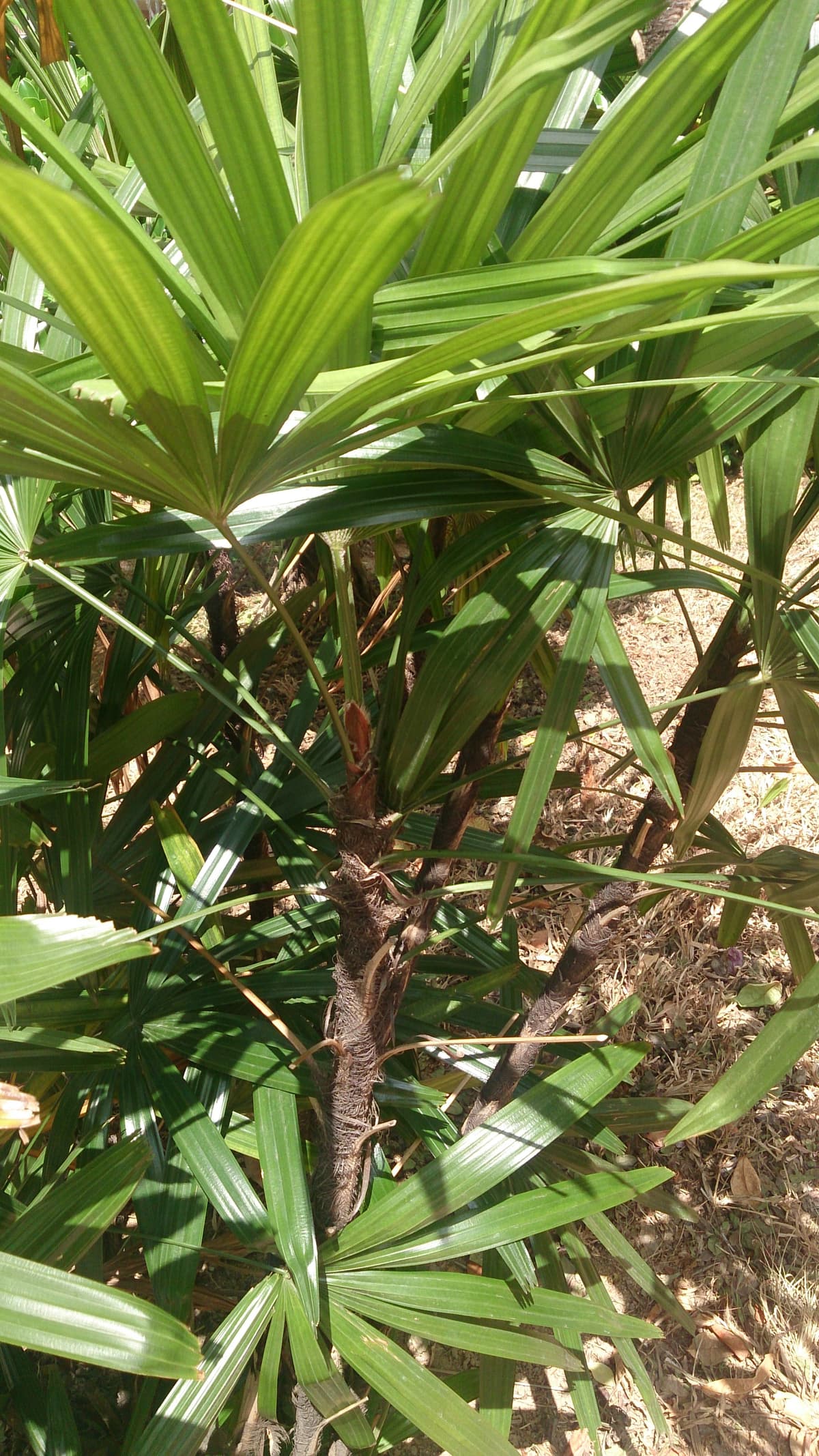 Botanical specimen of Licuala Ferruginea.