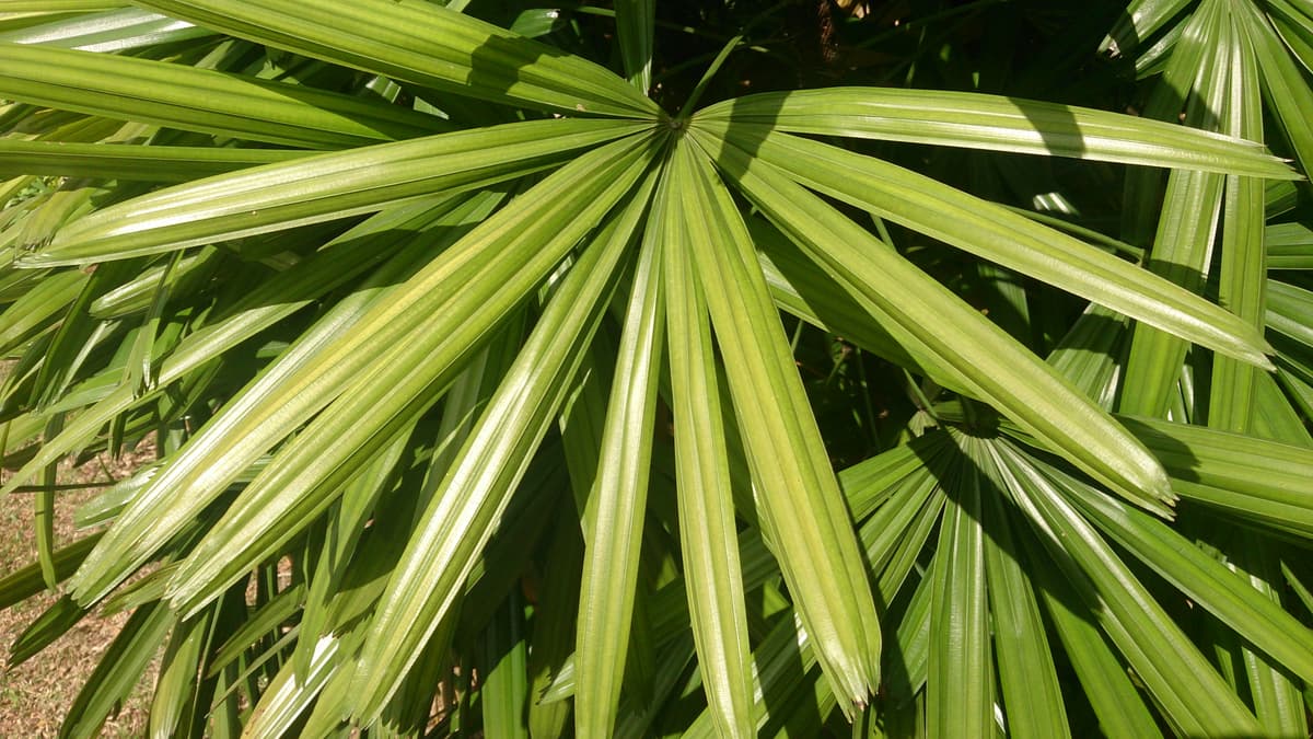 Botanical specimen of Licuala Ferruginea.