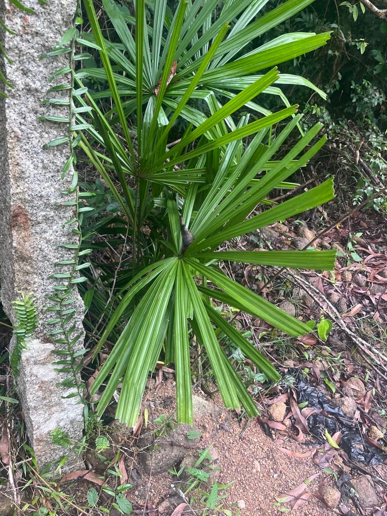 Botanical specimen of Licuala Fordiana.