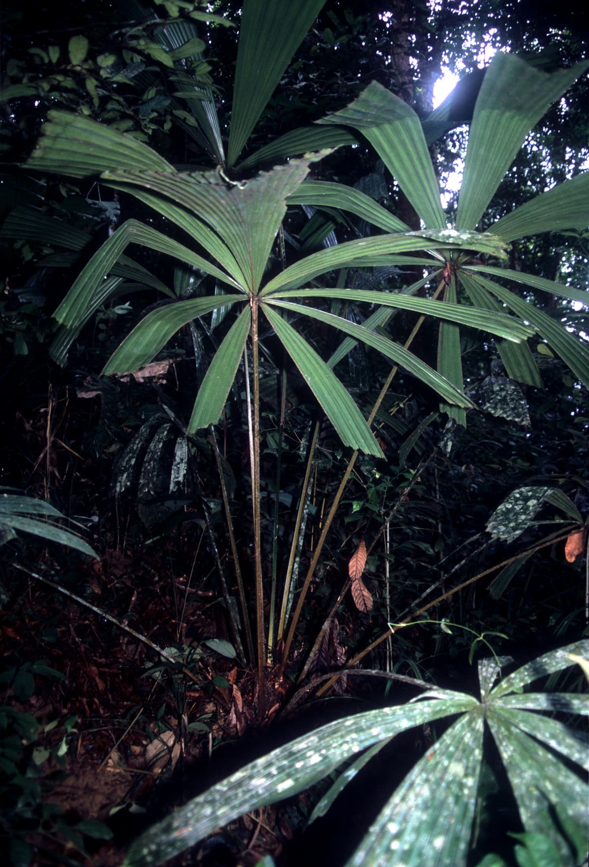 Botanical specimen of Licuala Fractiflexa.