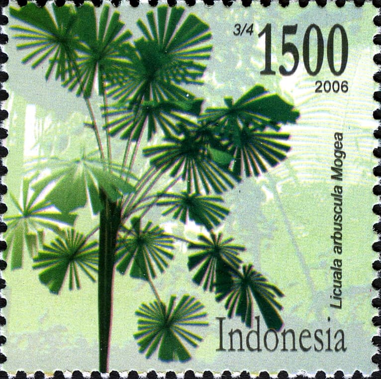 Botanical specimen of Licuala Glabra.
