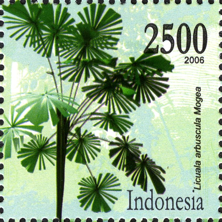 Botanical specimen of Licuala Glabra.