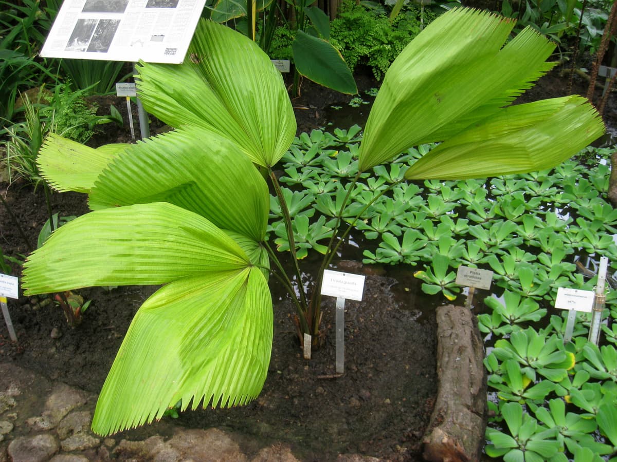 Botanical specimen of Licuala Grandis.