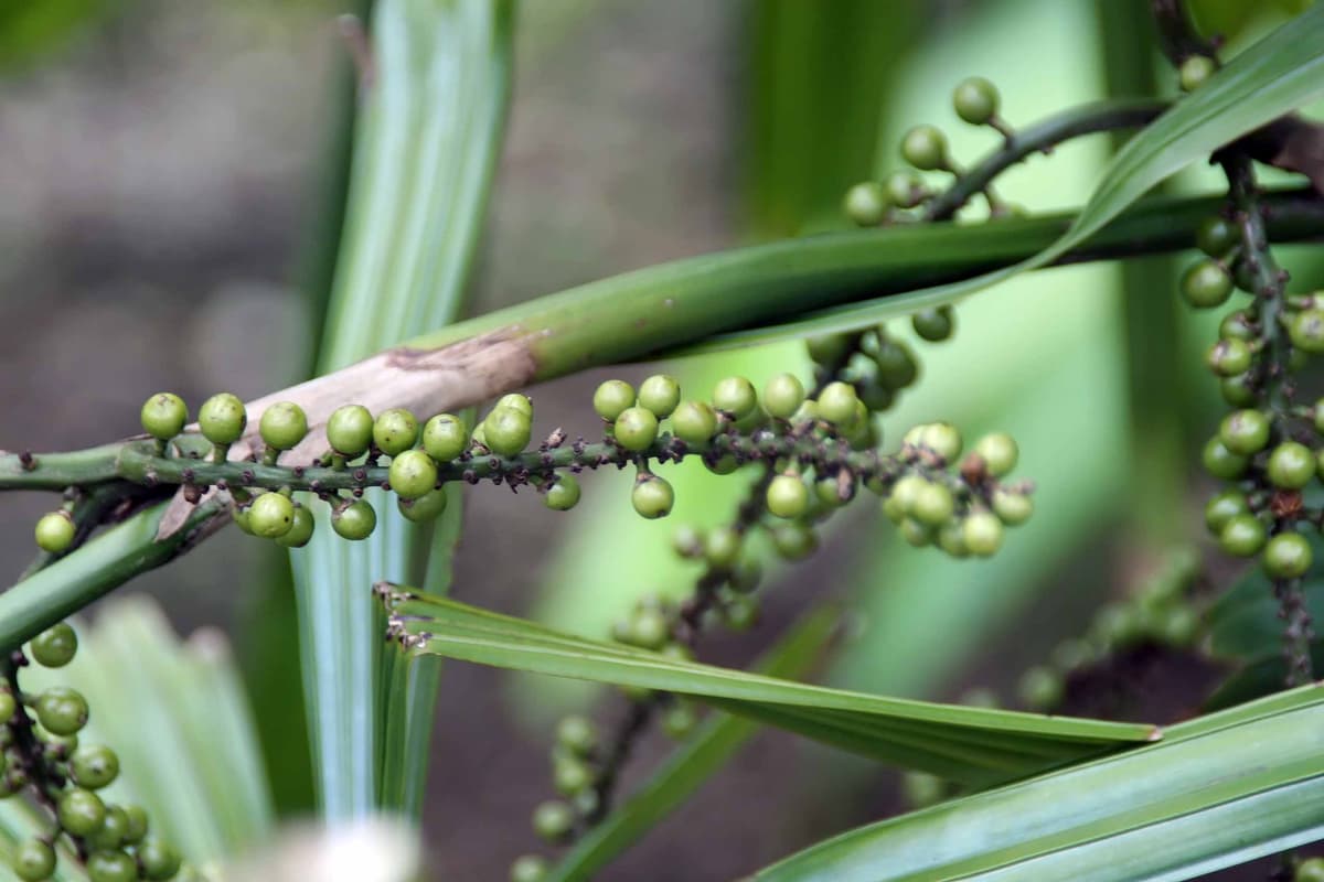 Botanical specimen of Licuala Lauterbachii.