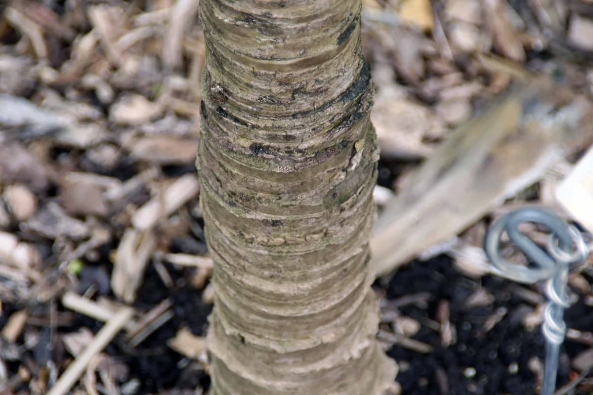 Botanical specimen of Licuala Lauterbachii.