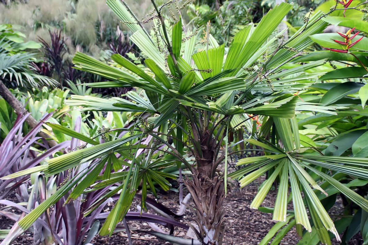 Botanical specimen of Licuala Lauterbachii.