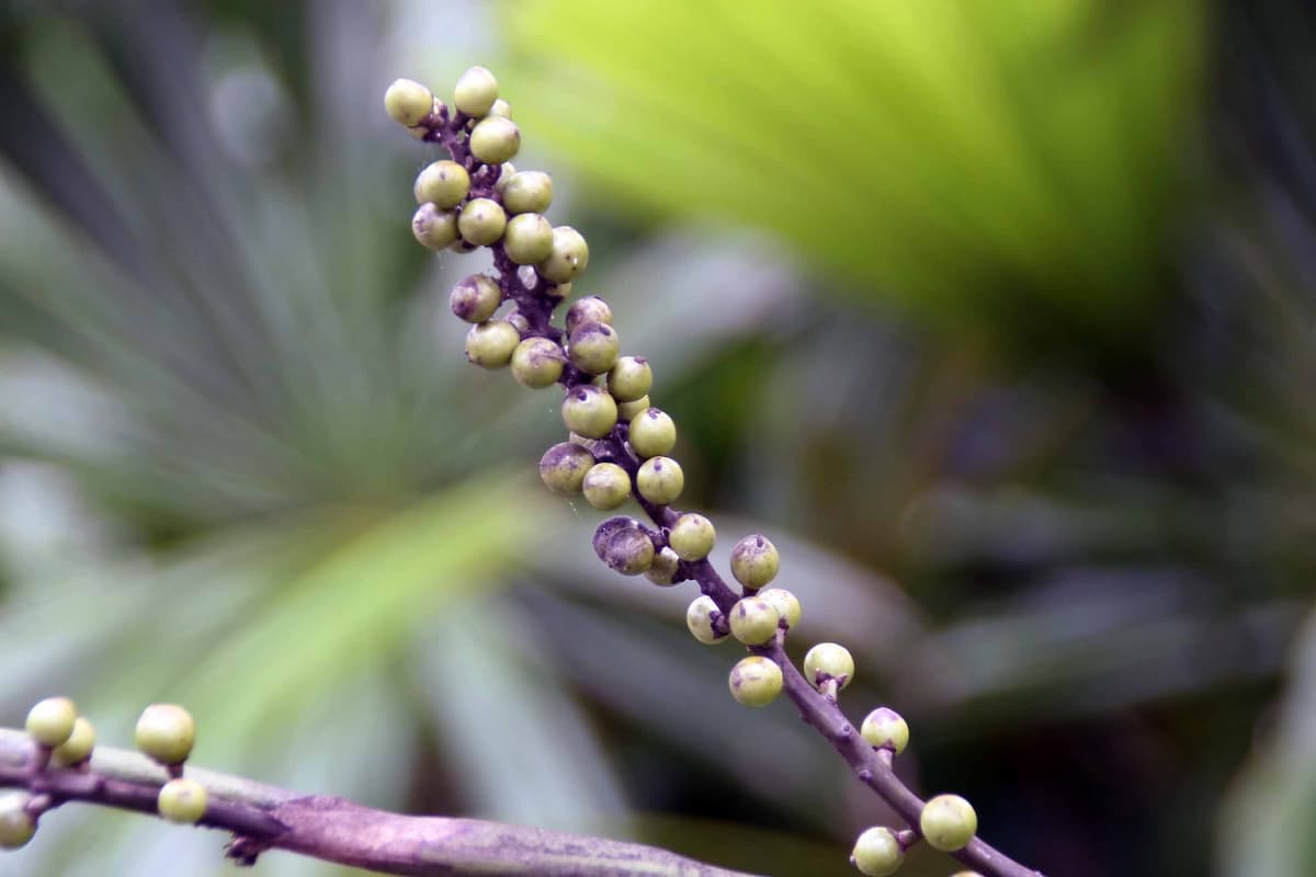 Botanical specimen of Licuala Lauterbachii.