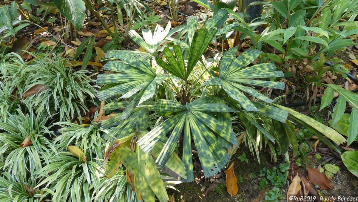 Botanical specimen of Licuala Mattanensis.