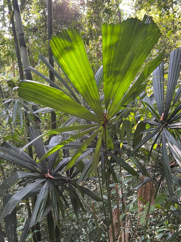 Botanical specimen of Licuala Merguensis.