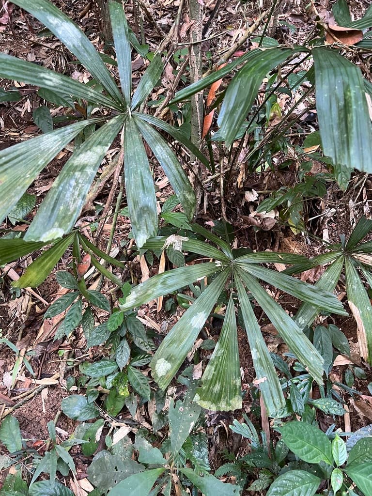 Botanical specimen of Licuala Merguensis.