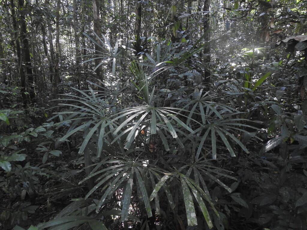 Botanical specimen of Licuala Montana.