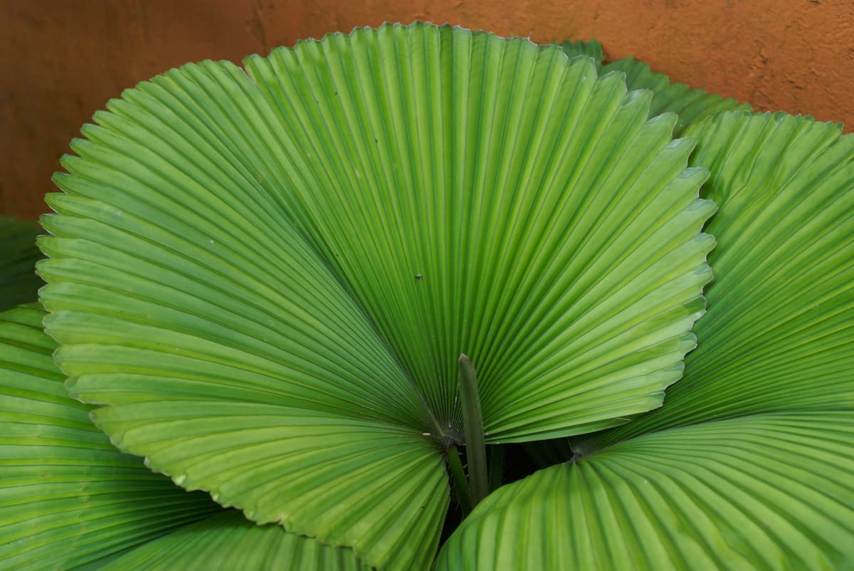 Botanical specimen of Licuala Orbicularis.