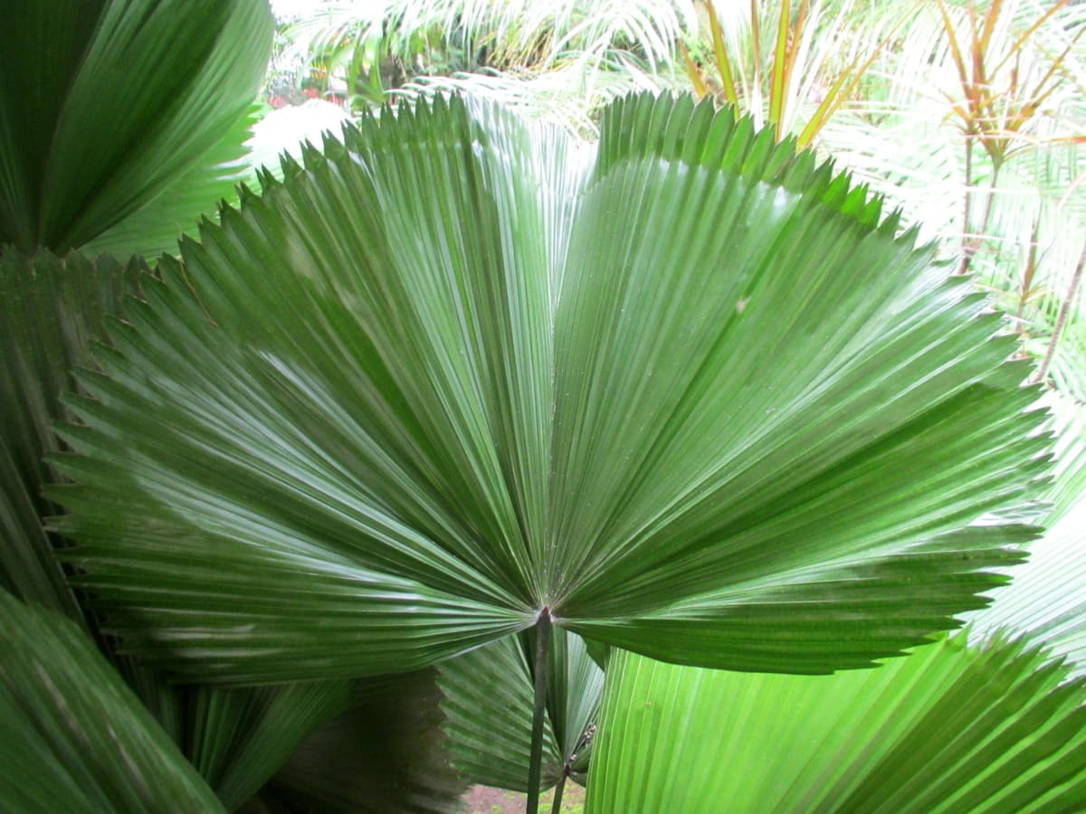 Botanical specimen of Licuala Orbicularis.