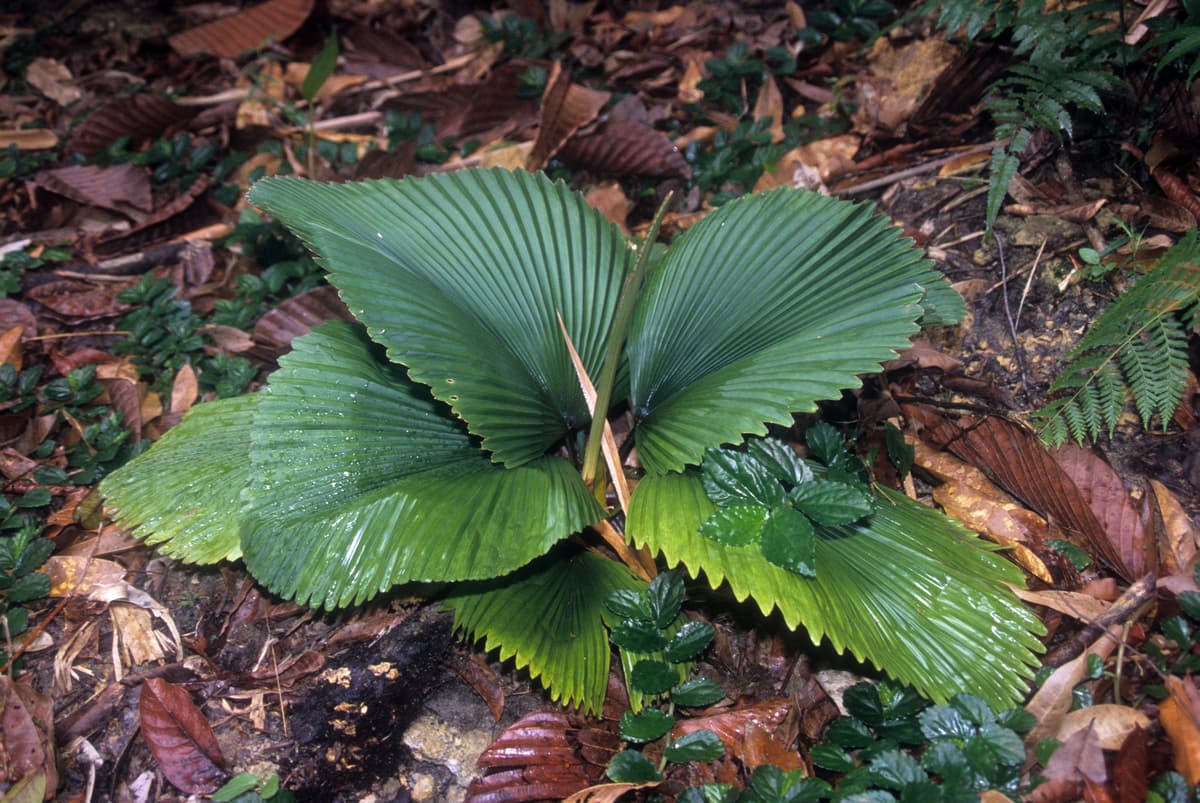 Botanical specimen of Licuala Orbicularis.