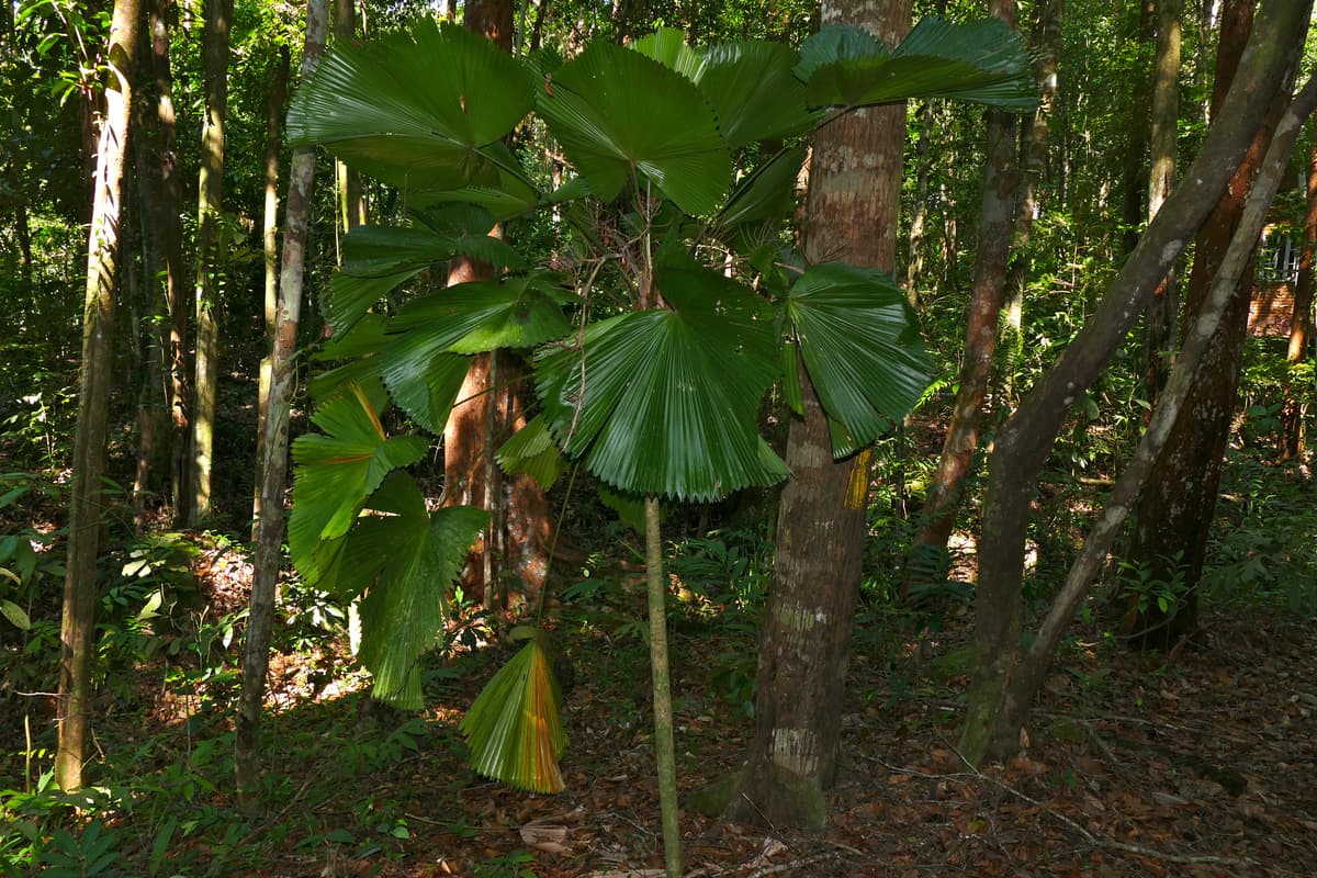 Botanical specimen of Licuala Orbicularis.
