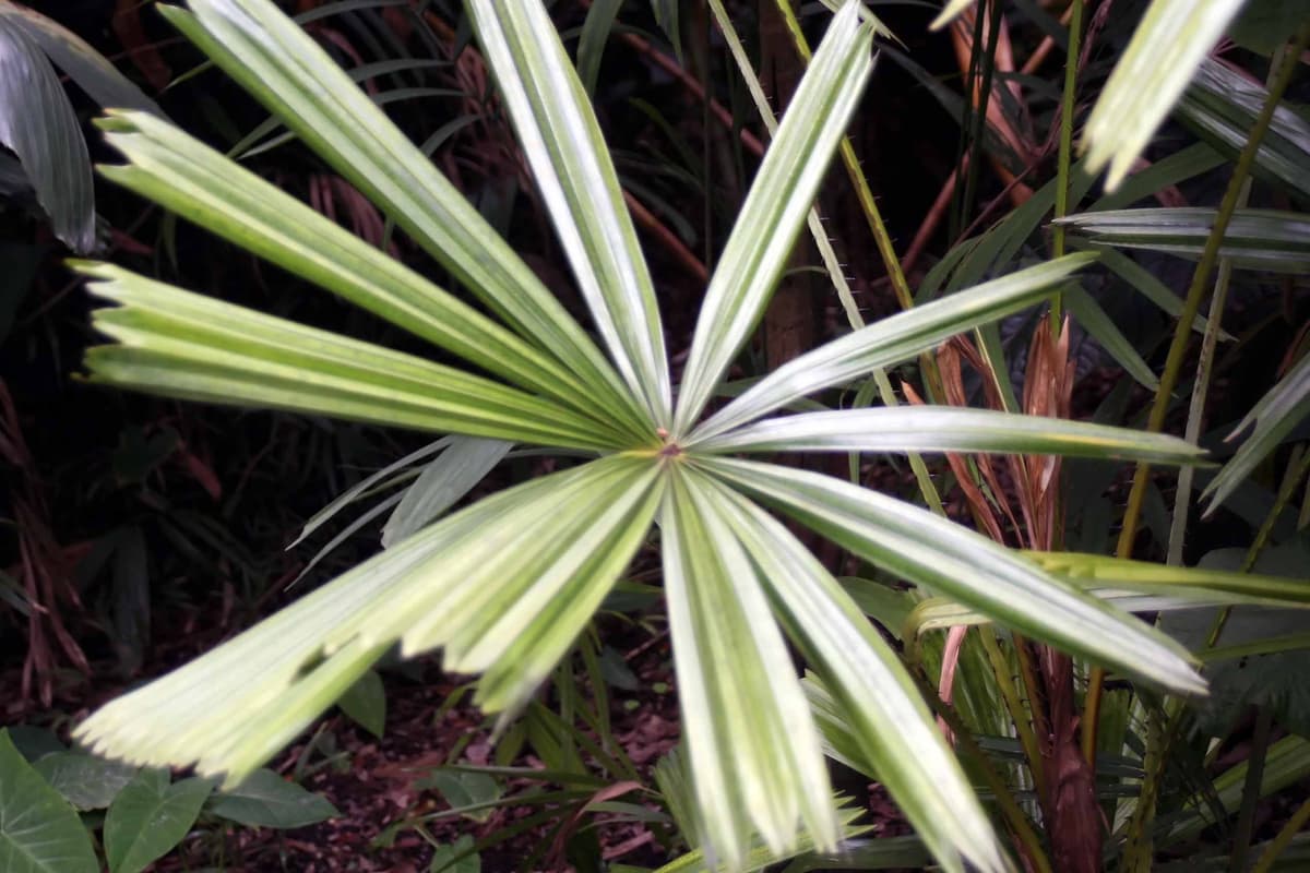 Botanical specimen of Licuala Palas.