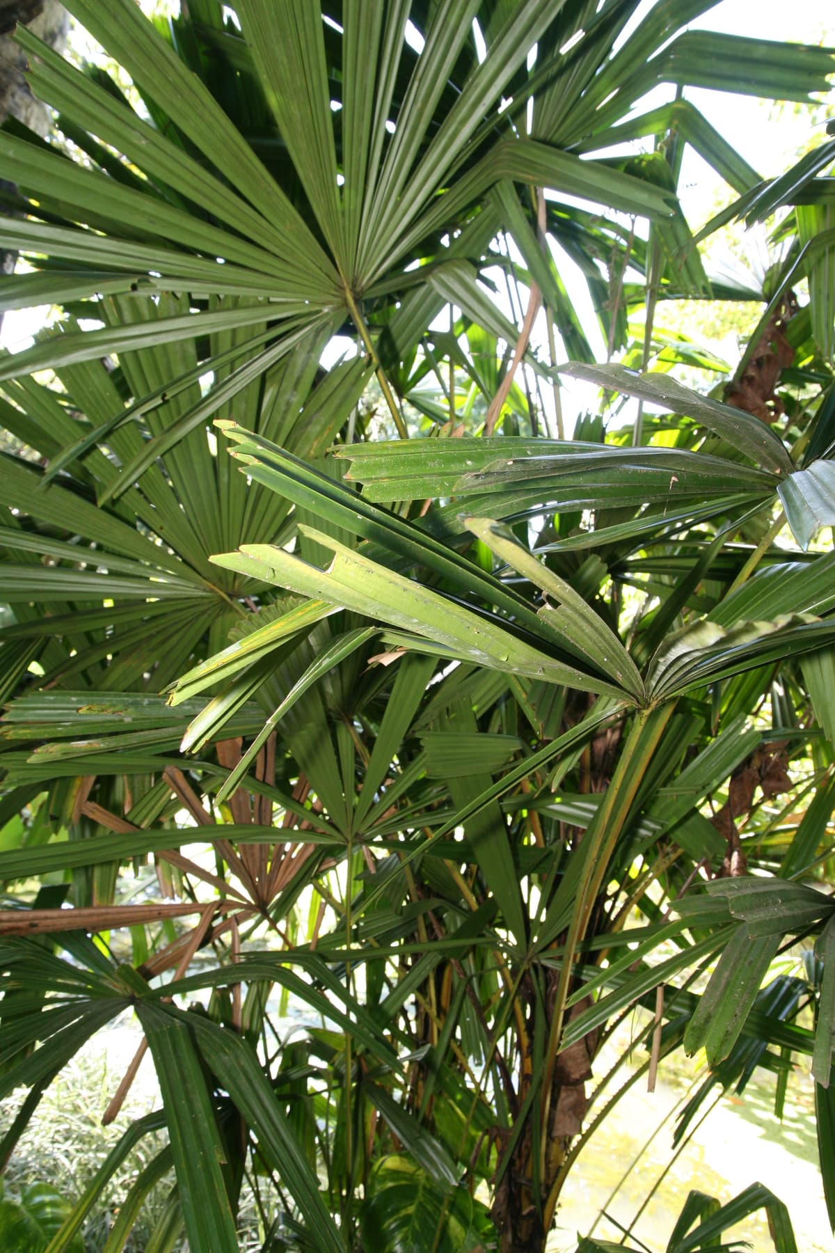 Botanical specimen of Licuala Palas.