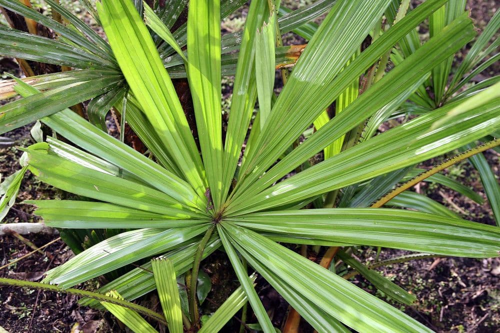 Botanical specimen of Licuala Palas.